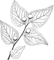 PLF185A.TIF