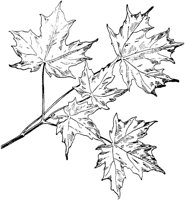 PLF184E.TIF