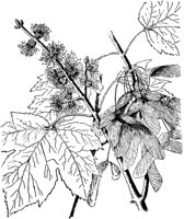 PLF184D.TIF