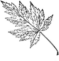 PLF184C.TIF