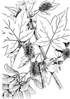 PLF184A.TIF