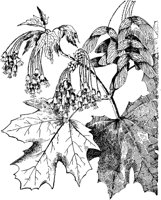 PLF183G.TIF