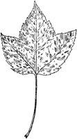 PLF183E.TIF