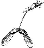 PLF183D.TIF