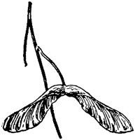 PLF183C.TIF