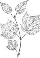 PLF183B.TIF