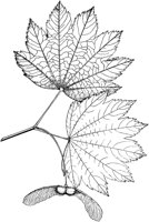 PLF183A.TIF