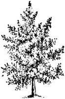PLF182E.TIF