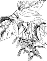 PLF182C.TIF