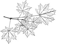 PLF182A.TIF