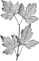 PLF181E.TIF