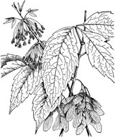 PLF181D.TIF