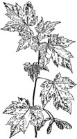 PLF181C.TIF