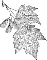 PLF181A.TIF