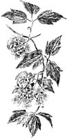 PLF278E.TIF