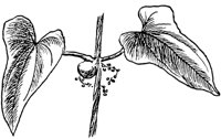 PLF278C.TIF