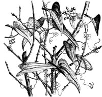 PLF278B.TIF