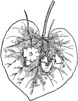 PLF277F.TIF