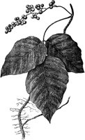 PLF277D.TIF