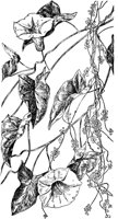 PLF277C.TIF