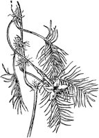 PLF277A.TIF