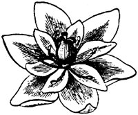 PLF276G.TIF