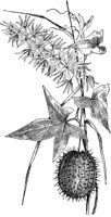 PLF276C.TIF