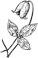PLF276B.TIF