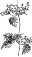 PLF276A.TIF