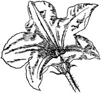 PLF275C.TIF