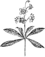 PLF274E.TIF