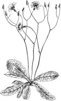 PLF274C.TIF