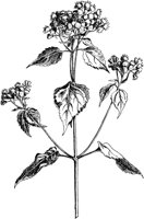 PLF274A.TIF