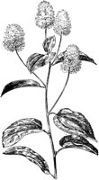PLF273D.TIF
