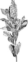 PLF273C.TIF