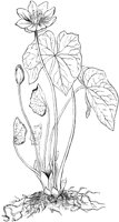 PLF272D.TIF