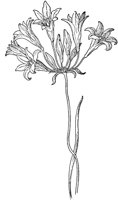 PLF272C.TIF