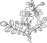 PLF272A.TIF