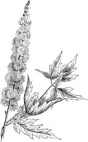 PLF271D.TIF