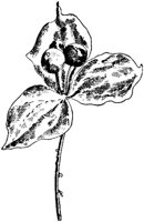 PLF271B.TIF