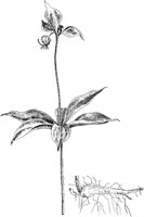 PLF271A.TIF