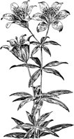 PLF270D.TIF