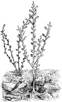 PLF270C.TIF