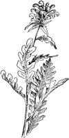 PLF270A.TIF