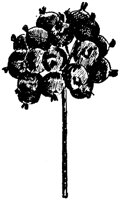 PLF269G.TIF
