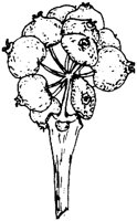 PLF269E.TIF