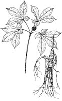 PLF269C.TIF