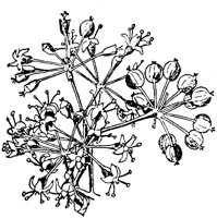 PLF269A.TIF