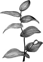 PLF268E.TIF