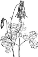 PLF268D.TIF